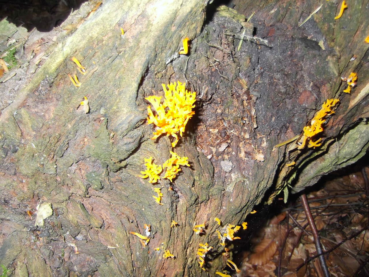 Largo Baywatch Yellow Stag's Horn Fungus