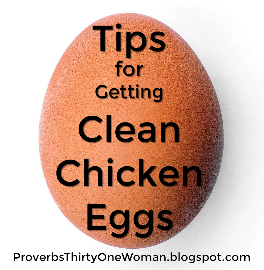 Tips for Getting Clean Chicken Eggs Proverbs 31 Homestead