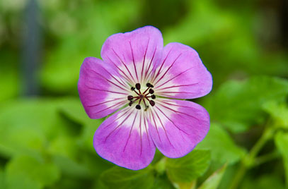 Adim Adim Gul Cizimi Cok Kolay Nasil Gul Cizilir How To Draw A Rose Super Easy Drawing Flowers Youtube