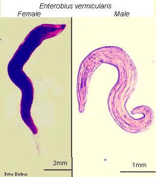 pinworm morfológia