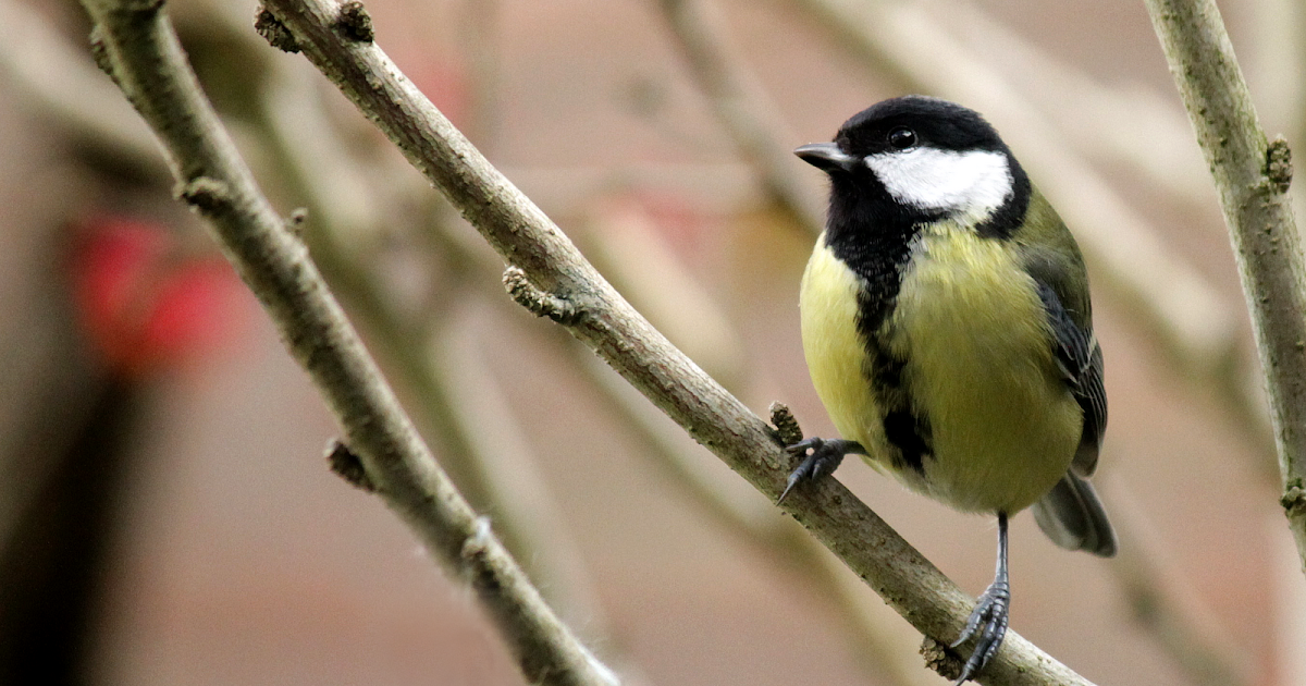 KWS Fotografie Vogels in de tuin KWS Fotografie Vogels in de tuin