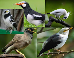 63 Gambar Burung Jalak Bali Jantan Gratis Terbaik