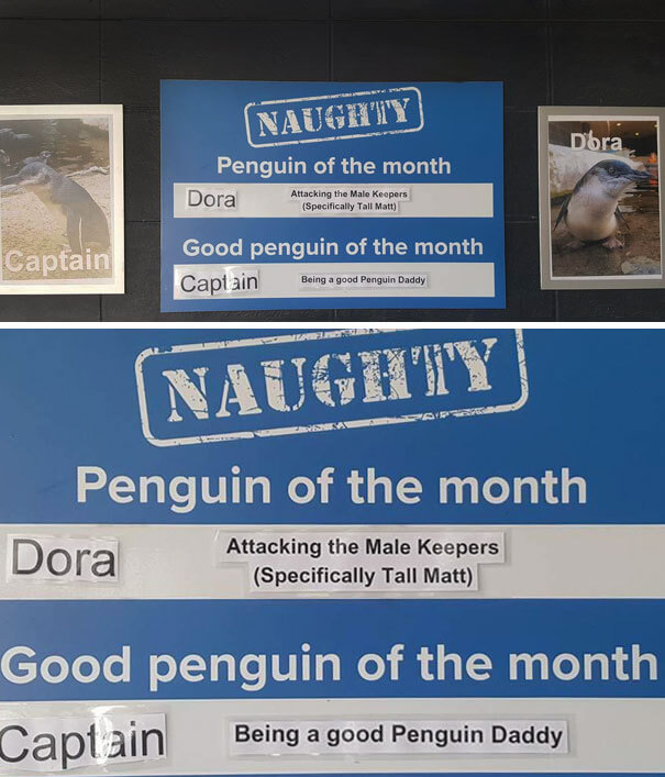 This Aquarium Announced The Naughtiest Penguin Of The Month, And The 'Offenses' Are Hilarious