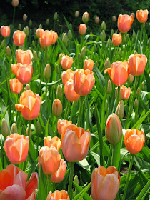 Royal Botanical Gardens pale orange tulips by garden muses-not another Toronto gardening blog