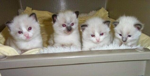 gato-ragdoll-comportamiento-personalidad