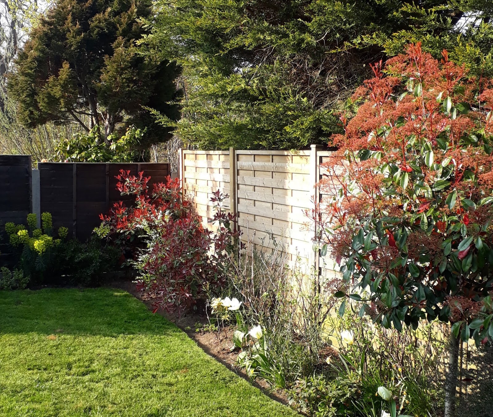 How To Grow Spiraea Arguta Bridal Wreath The Garden Of Eaden