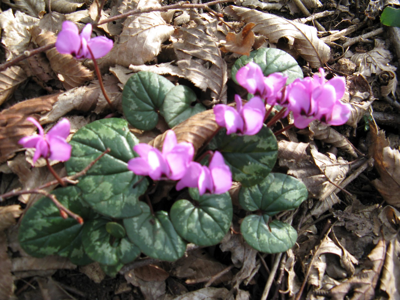 � ��� ��� "������� ����"..��� 15