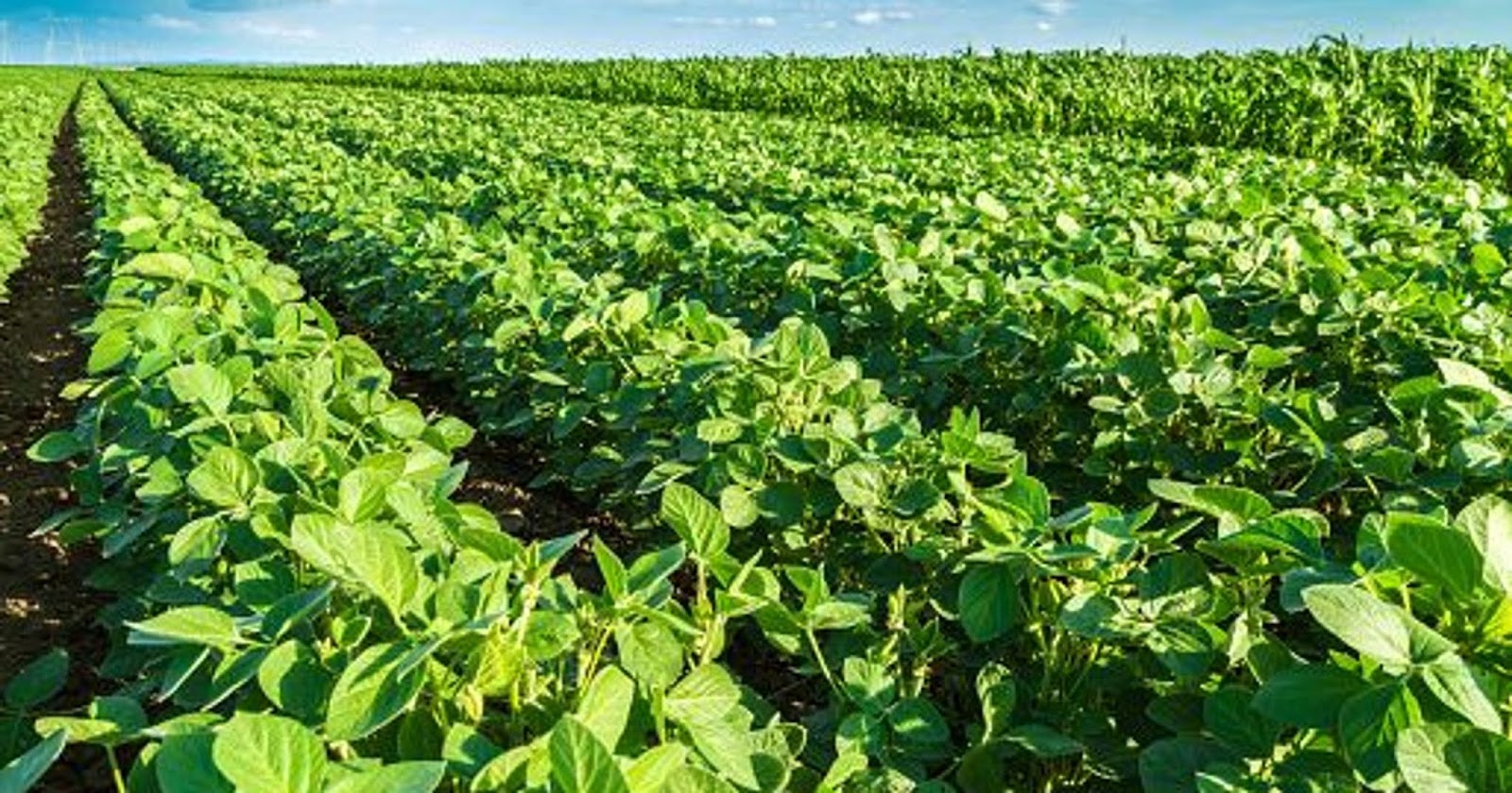 Soya Beans No.2 GMO, NonGMO Grades Suppliers, Exporters, Processors