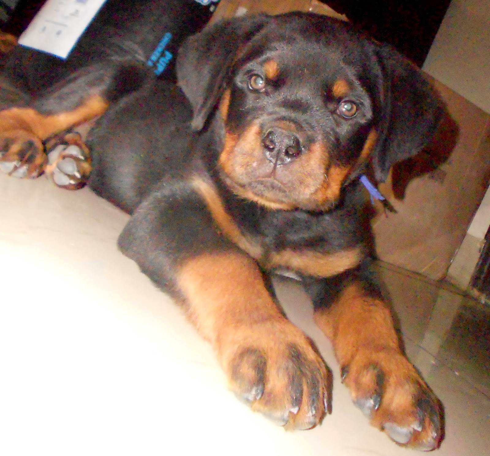 Leo - The Rottweiler: 11 Week Old Rottweiler Puppy