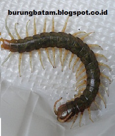 Manfaat kelabang untuk burung kicau | Tips Burung Kicau