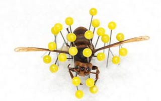 Wildlife Science Degree for Game Warden Wildlife Science Degree for Game Warden