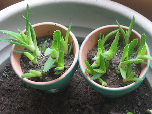 Aloe Vera Baby Plants in Pot