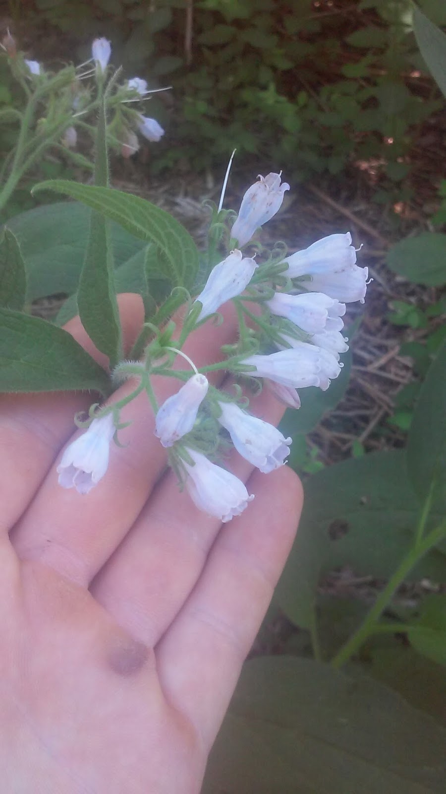 Johann S Garden 2017