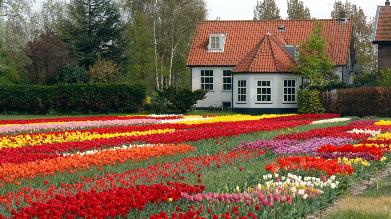 Цвет усадьба. Клумба рабатка тюльпан Лилия. Тюльпановые клумбы Голландии. Флауэрс Гарден. Тюльпаны в саду.