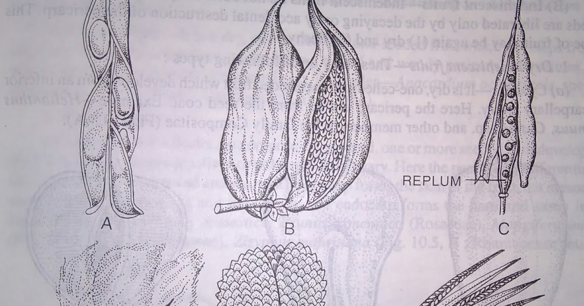 Dehiscent fruits or dry fruitdigieduco