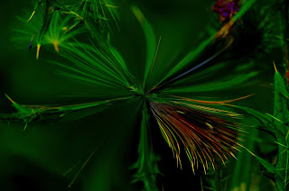 Distel, Thistle, chardon, cardos, cardi, một loại cây gai, bogáncs, ohdake, cardo, oset, bodliak, osat, distels, Thistles, репеи, tidsler, Ohdakkeet, chardons, Distel, Thistle, chardon, cardos, cardi, một loại cây gai, bogáncs, ohdake, cardo, oset, bodliak, osat, distels, Thistles, репеи, tidsler, Ohdakkeet, chardons,
