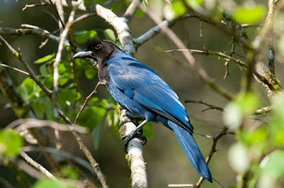 Azure Jay, Gralha azul, aves, aves do brasil, birds, birding Brasil, pássaros, mata atlântica, aves da mata atlântica, animal, natureza