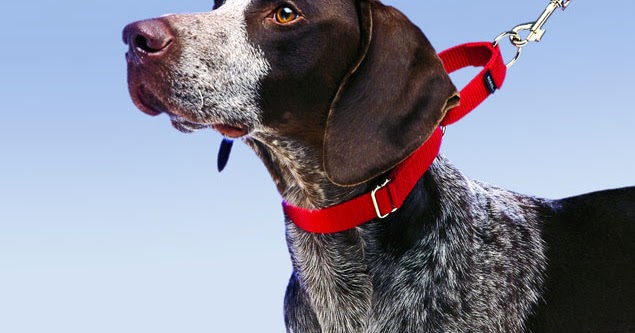 Martingale collar greyhound australia Outlet