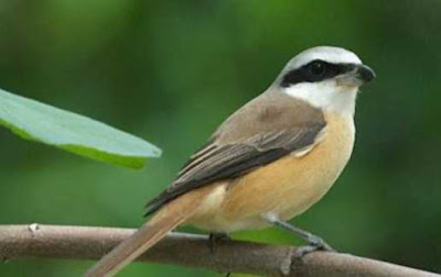 Perbedaan Mabung Dan Nyulam Pada Murai Batu Berbagai Perbedaan