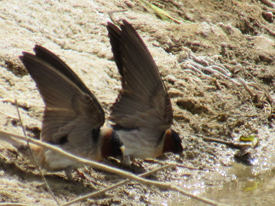 Sacramento National Wildlife Refuge