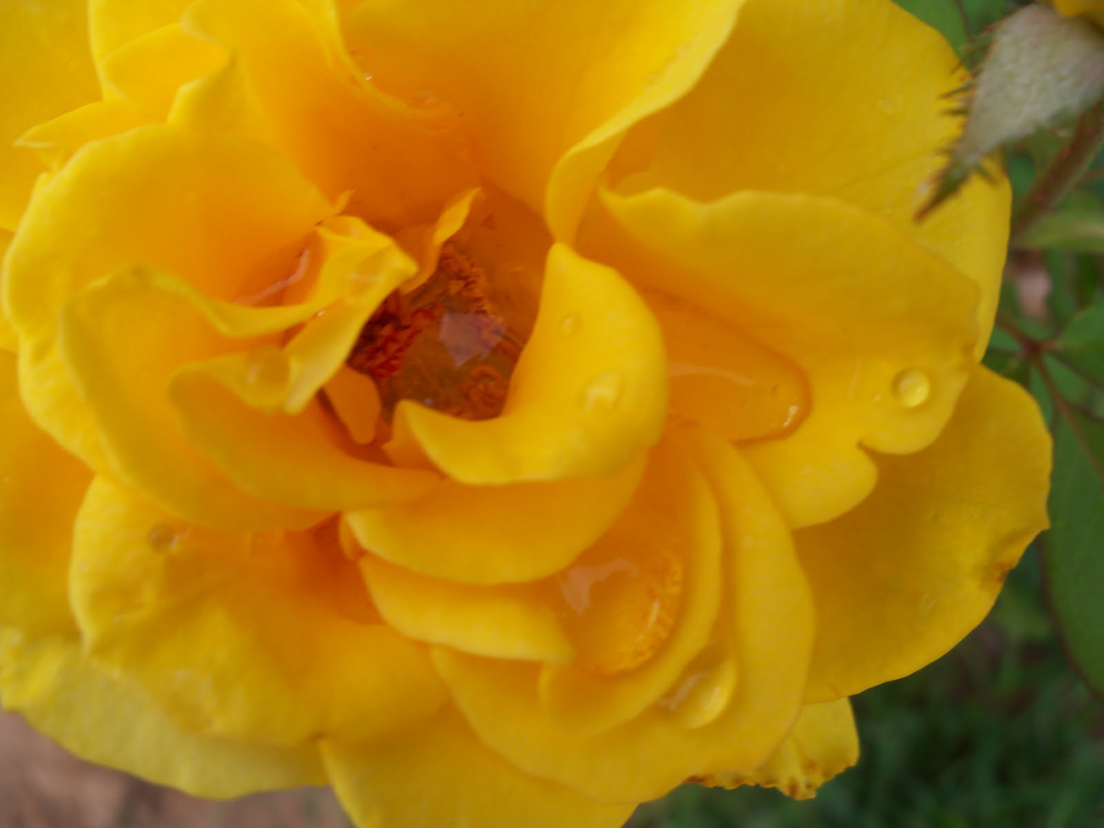 Tumbleweed Crossing: Yellow Roses