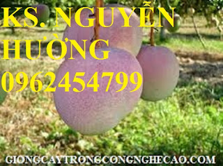 Cung cấp cây giống xoài, cây giống xoài úc, cây giống phát triển cho năng suất cao