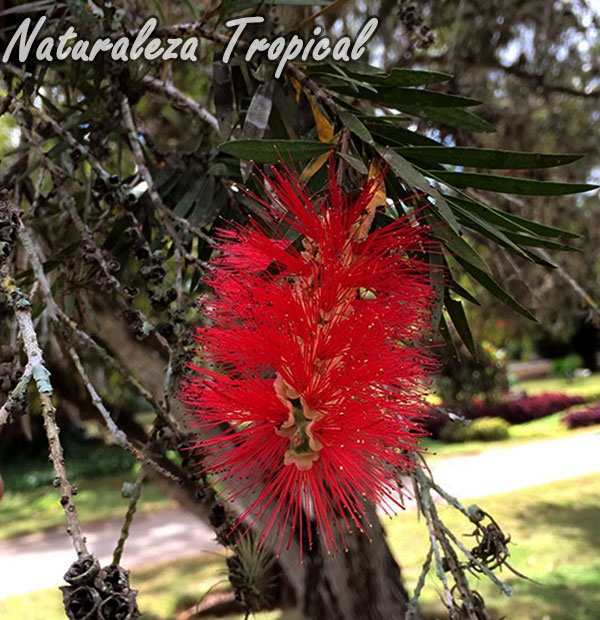 Inflorescencia de una especie del género Callistemon