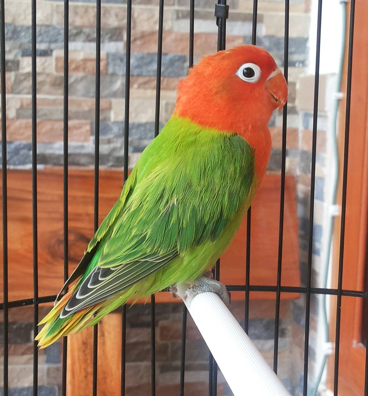 jenis burung lovebird home design idea jenis burung lovebird home design idea