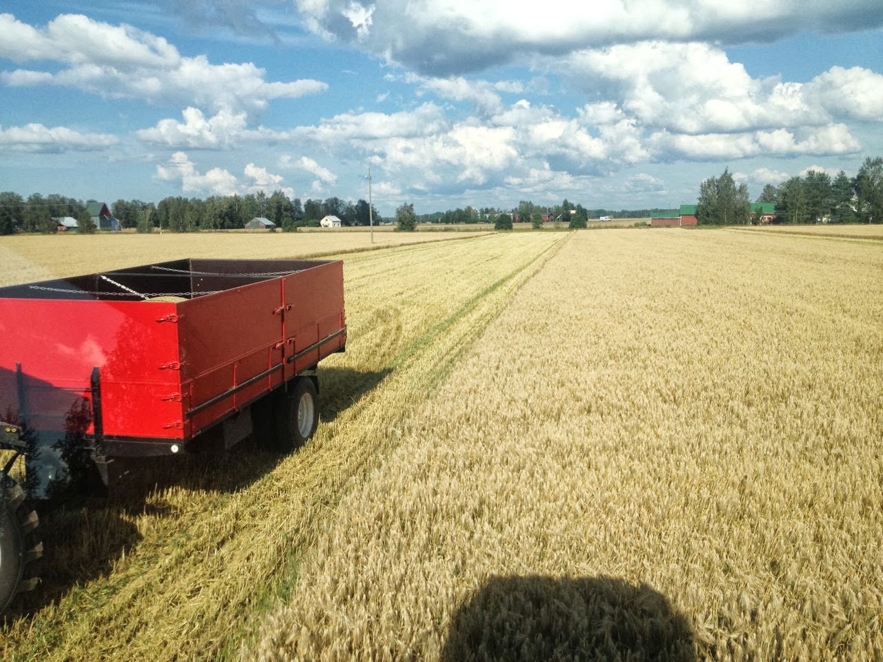 Malt barley in Finland harvesting tasks