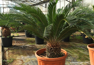 Cycas revoluta vista de las instalaciones en Arribas Center