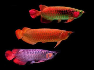 arwana-super-red-kedua.jpg