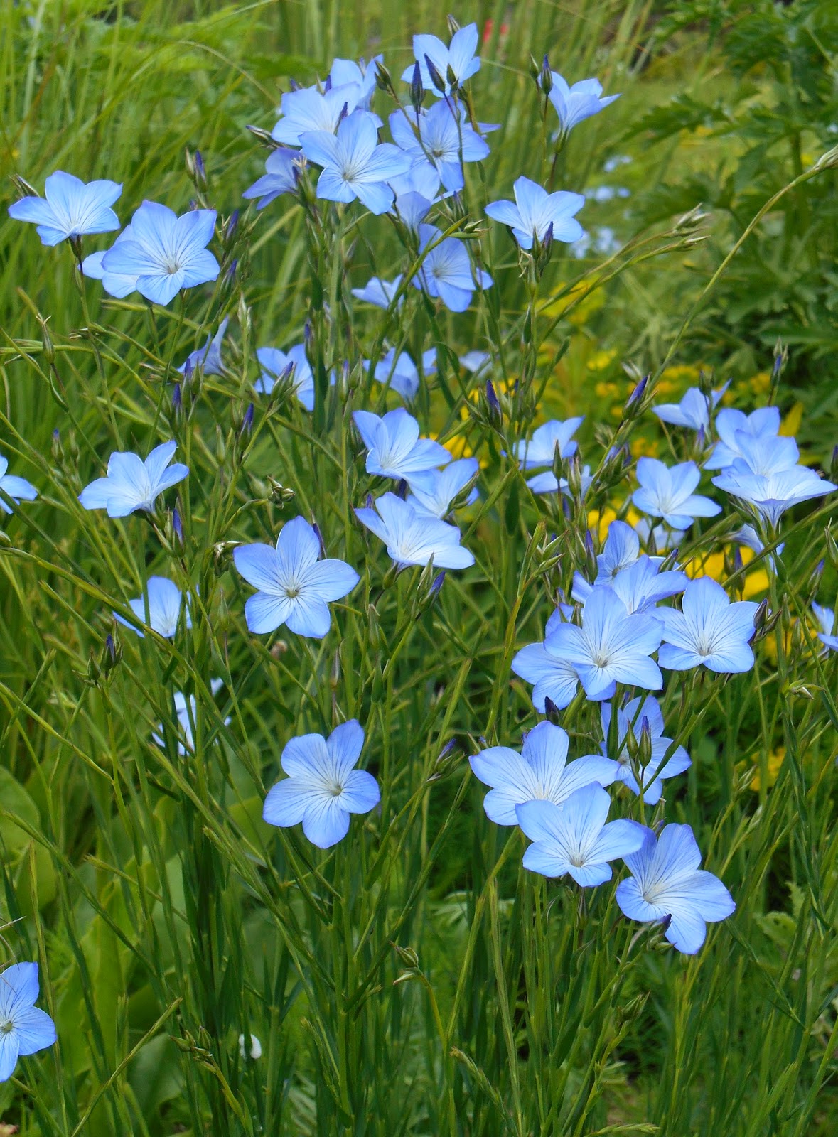 Cheeseburger Crisps & Other Stories Walkers French Fries Worcester Sauce