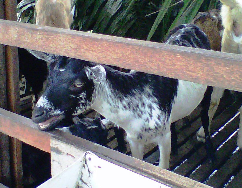 MyRigiAgroFarm: Esah kehilangan anak di gigit anjing