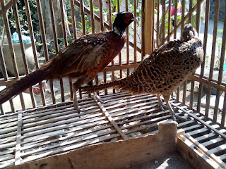 Ringneck Pheasant Dewasa Sepasang