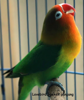 Rahasia Lovebird Ngekek Panjang Yang Dirahasiakan Kicau Burung