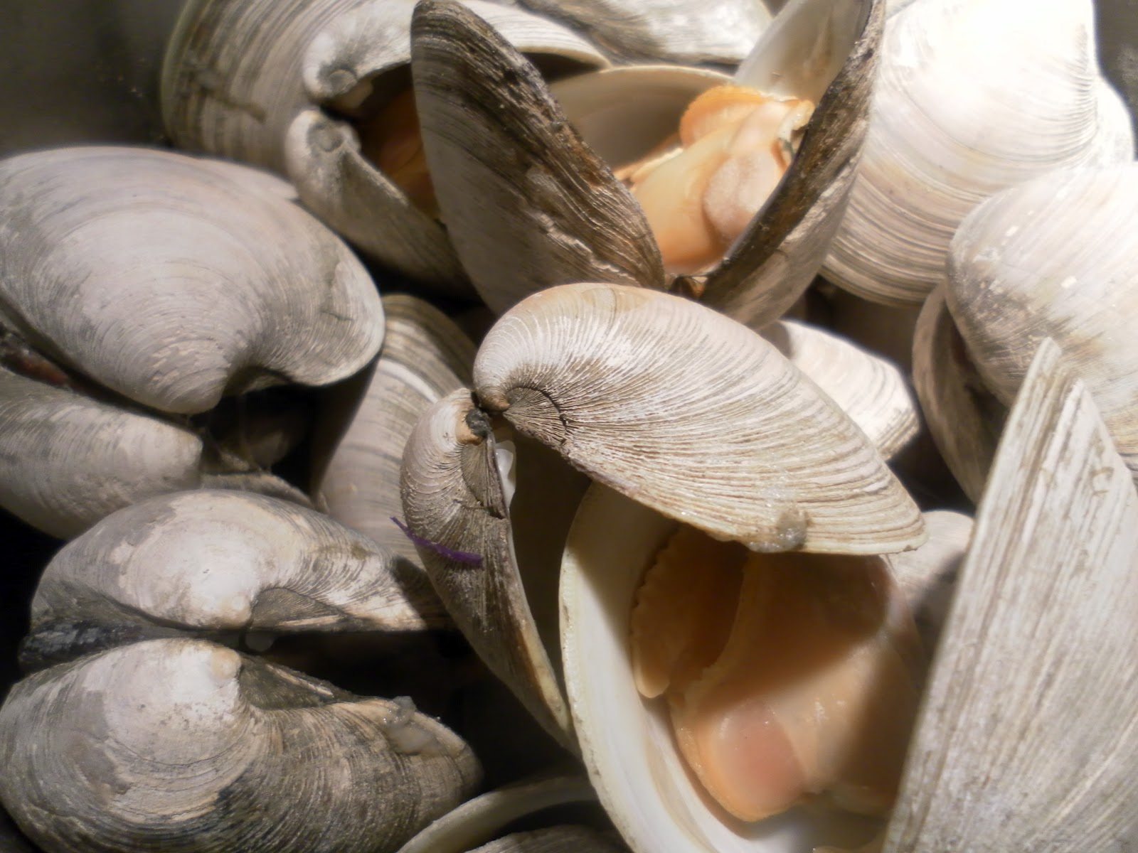 I Spy Baked Stuffed Clams and Clam Chowder