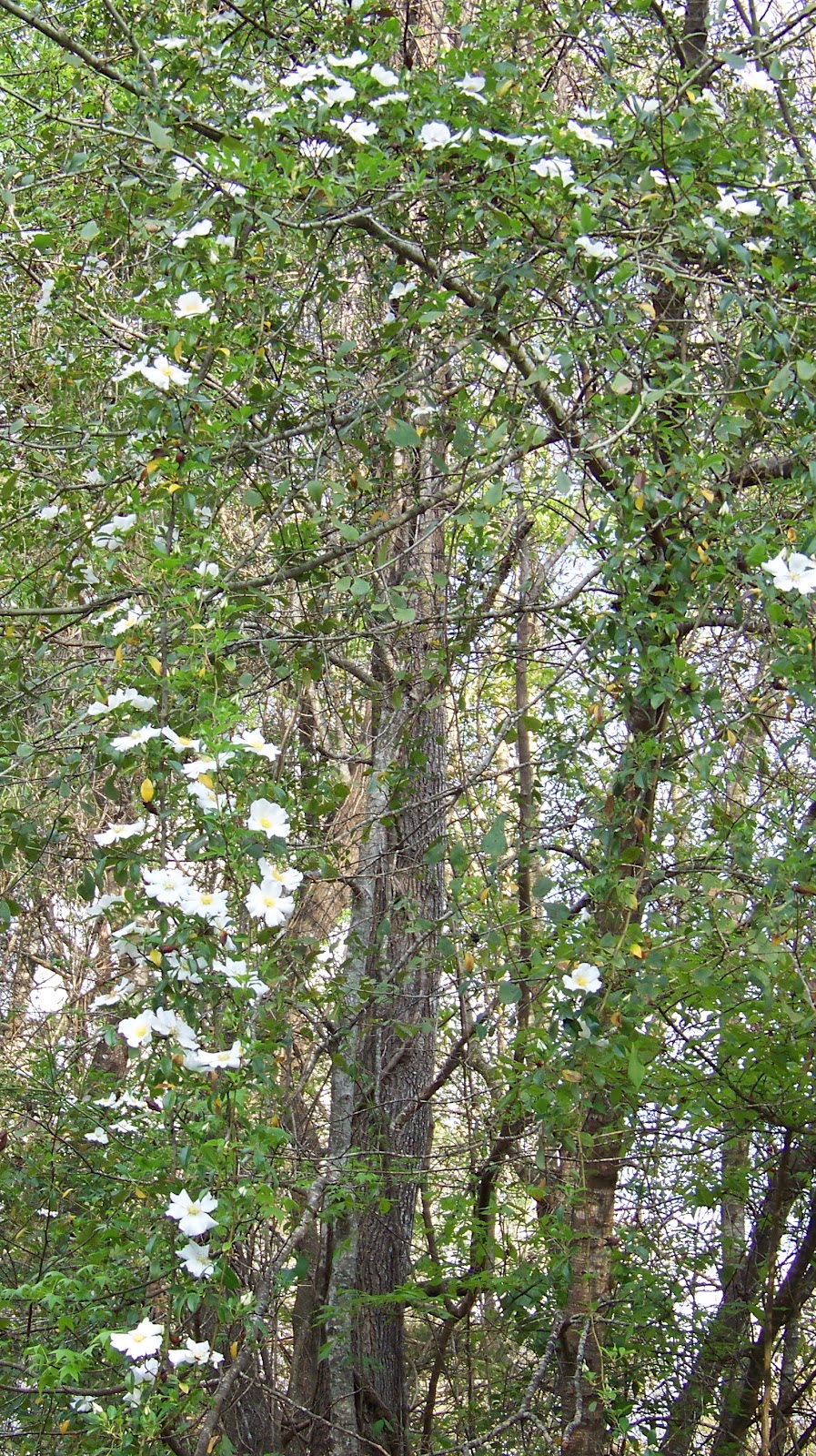 Our Nature Cherokee Trees