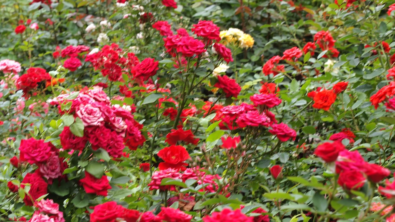 Plantwerkz Chinese Fringe Flower Loropetalum Chinense