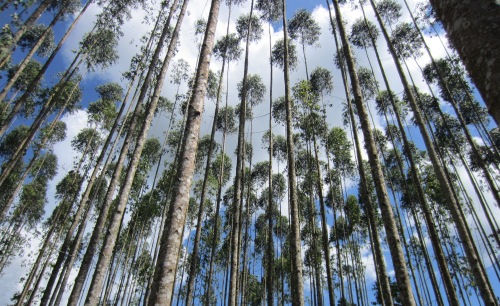 Eucalyptus merupakan salah satu pohon asli yang tumbuh di