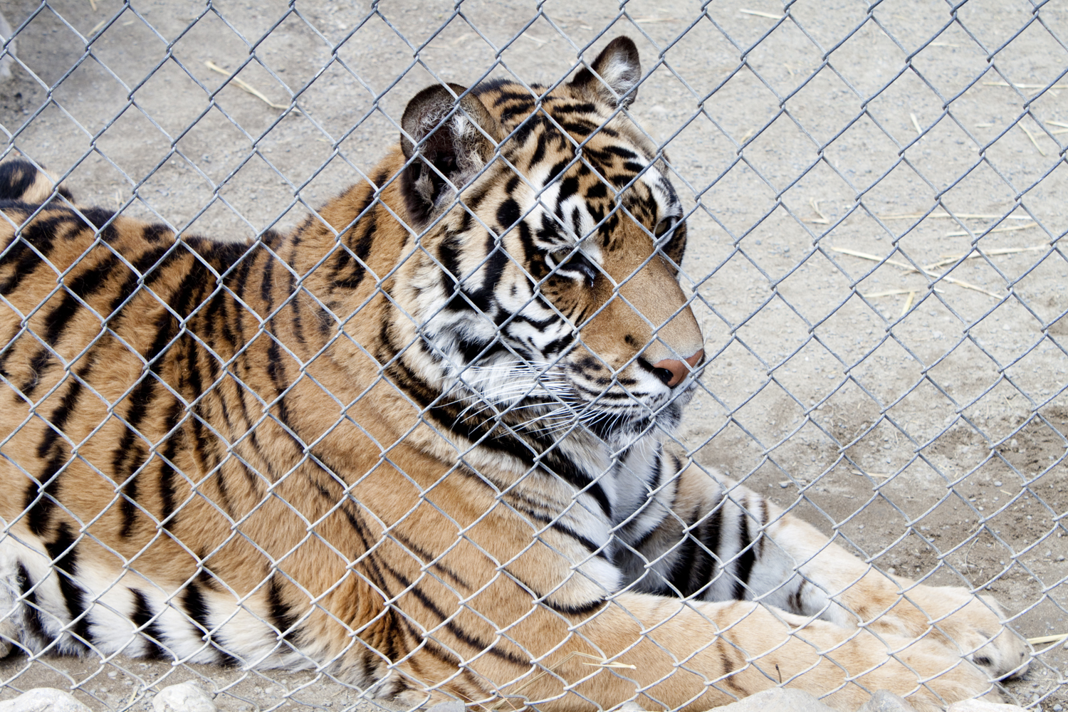 On our recent trip to Spokane Washington, we visited the Big Cat Zoo ...