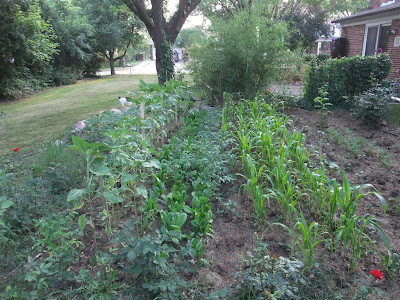 how to grow a backyard garden, michigan, vegetables
