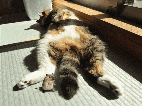 Curioso ratón saltando sobre la cola de un gato ( imagenes 