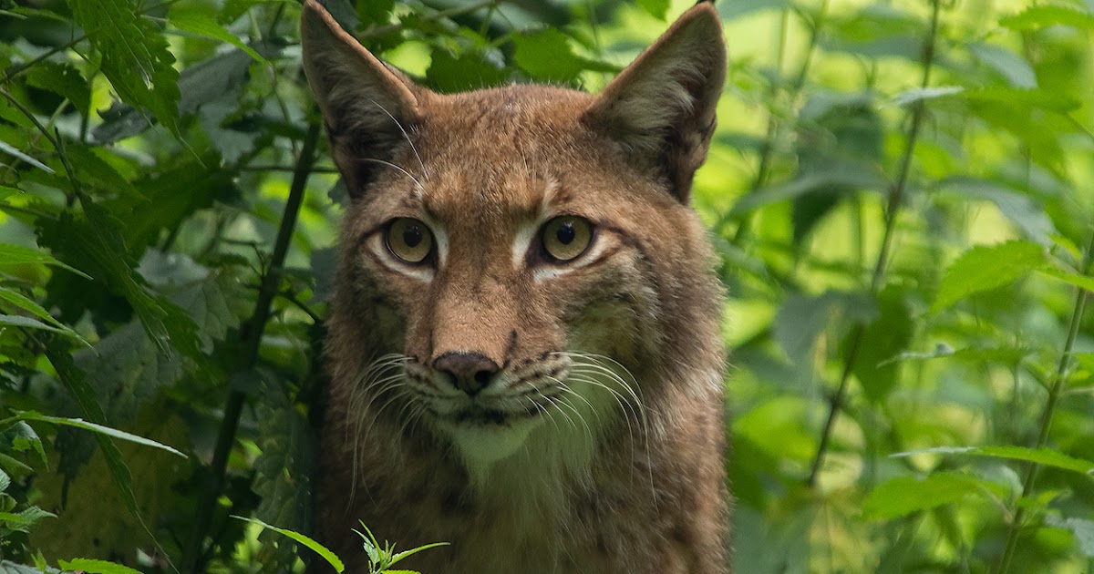 Foto's: Lynx