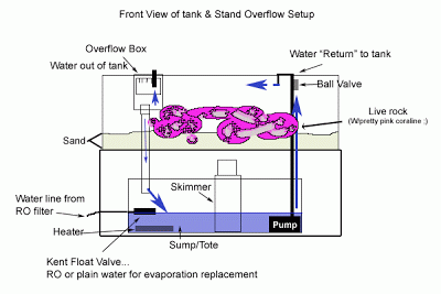 Tips Mempersiapkan Akuarium Air Laut Dunia Akuarium