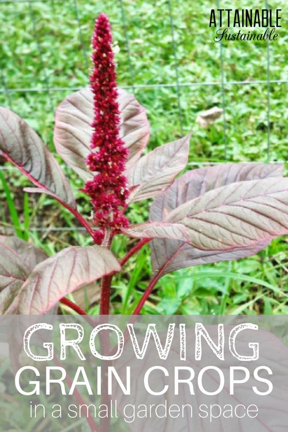How to Grow Amaranth, Tips and Guide to Growing Amaranth Everything About Garden