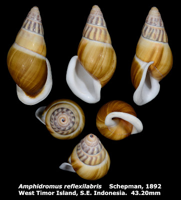 Amphidromus reflexilabris 43.20mm