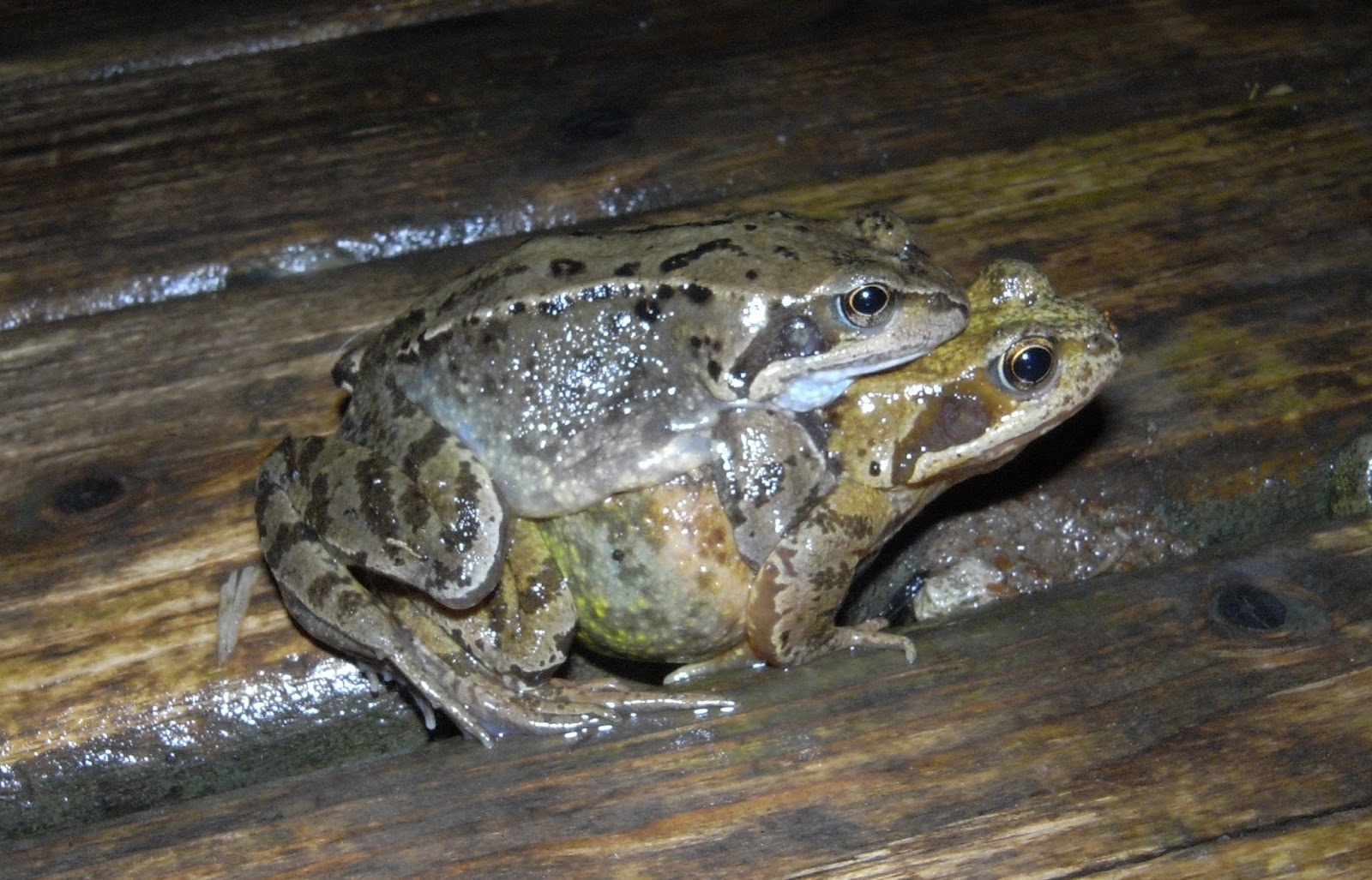 The season of frog spawn.