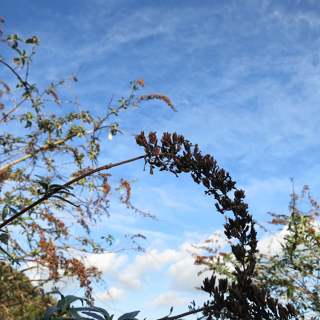 Dead and dry buddleia flower against blue sky.