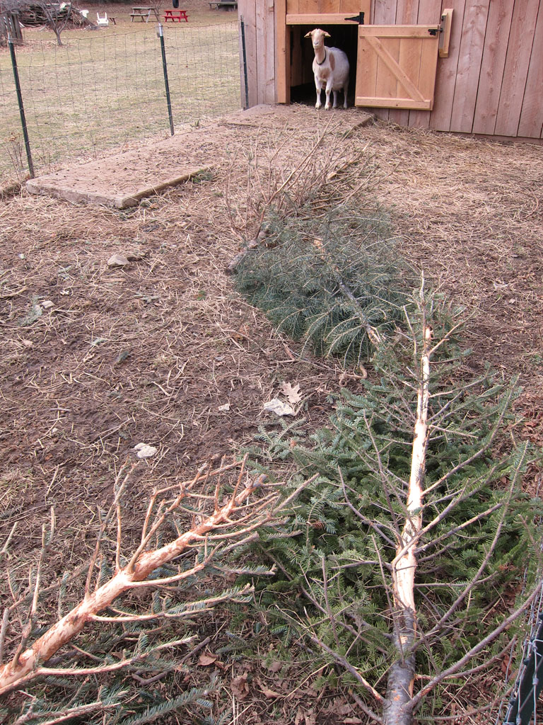 suustainable goats eat trees