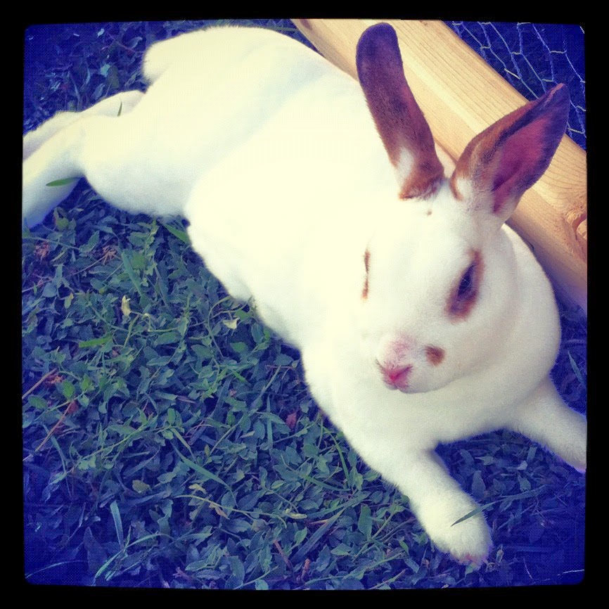 The Joe and Jill Chronicles: Rabbit Tracker